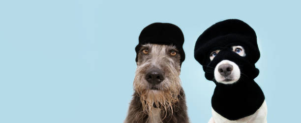 bannière drôle deux voleurs de chien animaux de compagnie portant le masque de ski de balaclava. fond bleu isolé. carnaval ou halloween concept. - accessoire de déguisement photos et images de collection