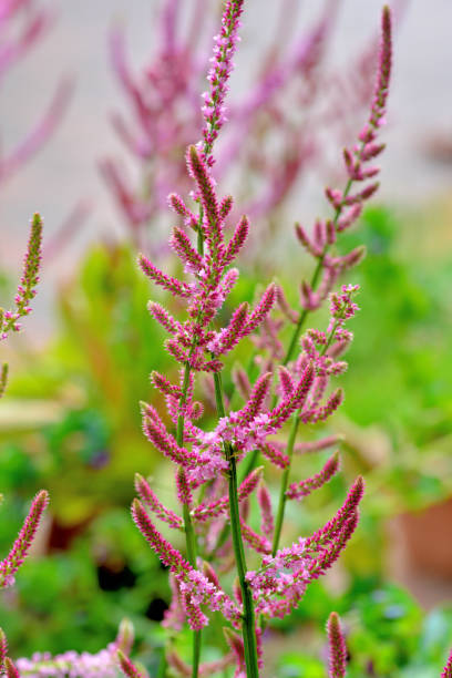 istock Limonium / Sea Lavender Flower 1269687464