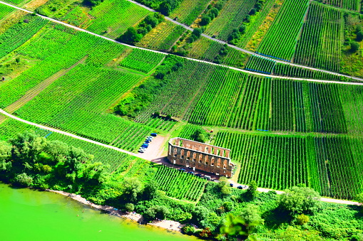 vineyards around the monastery ruin Stuben near Bremm in Mosel valley