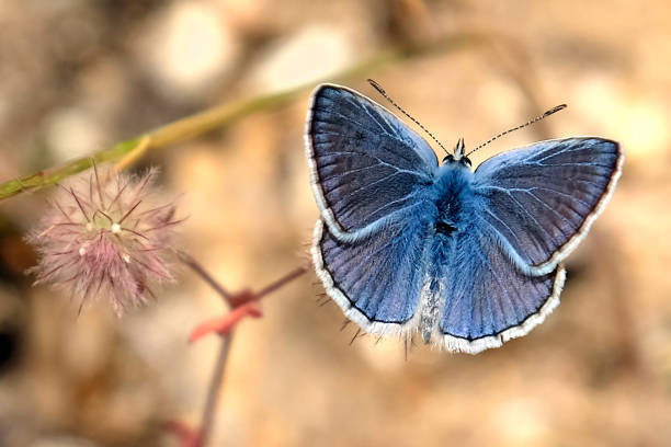 istock Eros Girl Butterfly in meadow 1269689229