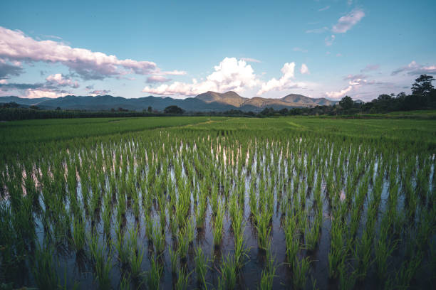 istock Green rice fields Views of rice fields, rice fields and mountains 1269690531