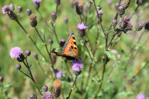 istock orange butterfly on thistle flower 1269690562