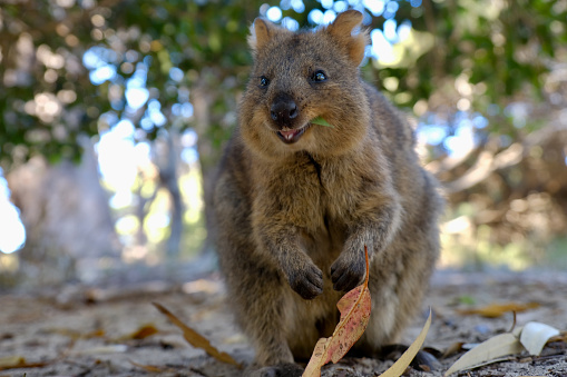 Quokkas are found on some smaller islands off the coast of Western Australia, particularly Rottnest Island. Quokkas earned a reputation on the internet as \