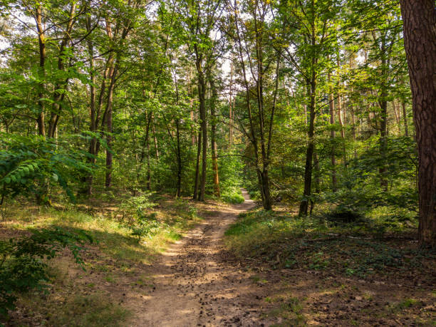 forest path in Grunewald, Berlin forest path in Grunewald, Berlin grunewald berlin stock pictures, royalty-free photos & images