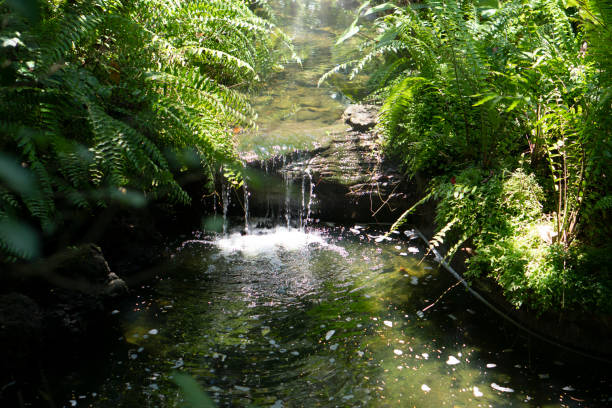 el agua que fluye de la cascada. - tropical rainforest thailand root waterfall fotografías e imágenes de stock