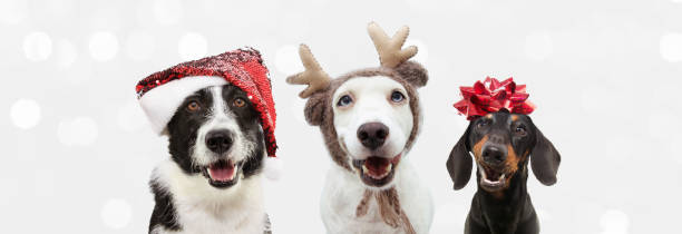 gruppo di tre cani che festeggiano il natale con un cappello di babbo natale e corna di renna con un nastro rosso. isolato su sfondo grigio. - dog group of animals clothing animal foto e immagini stock