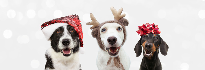 Group of three dogs celebrating christmas with a santa claus and reindeer antlers hat with a red ribbon. Isolated on gray background.