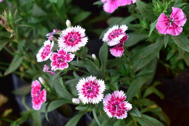 istock Pink china flower with green leaves 1269694876