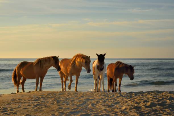 Four Ponies on the Beach - II Three Assateague pony mares walking along the surf at the Assateague Island National Seashore beach staring at the camera hoping for a handout assateague island national seashore photos stock pictures, royalty-free photos & images