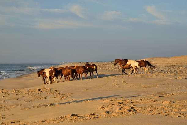 istock Pony Herd and Tourist on the Beach 1269695141