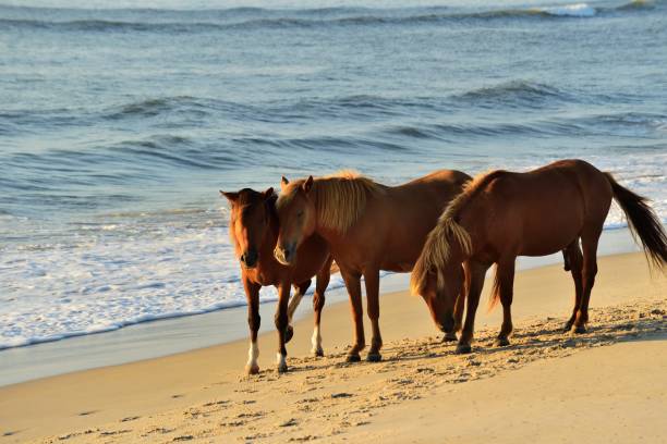 Three Ponies on the Beach - II Three Assateague ponies, one stallion and two mares, walking along the surf at the Assateague Island National Seashore beach staring at the camera hoping for a handout assateague island national seashore photos stock pictures, royalty-free photos & images