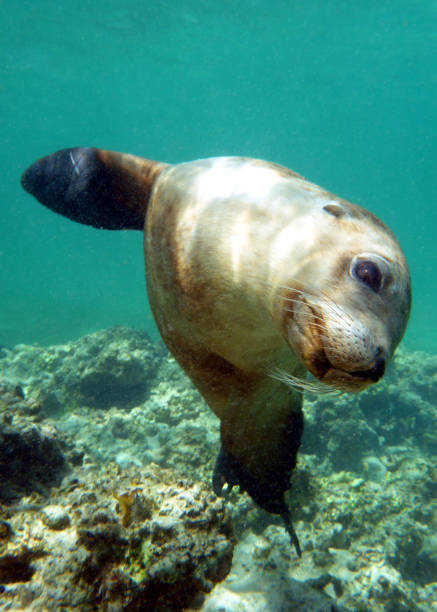 istock A young sea lion pup underwater looking at you 1269695301