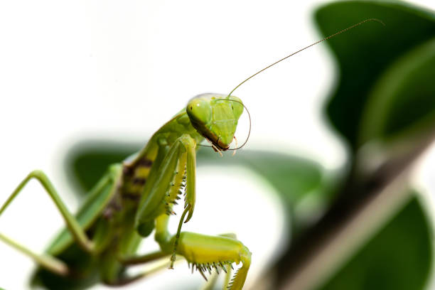 istock macro image of mantis nymph. stares straight 1269695337