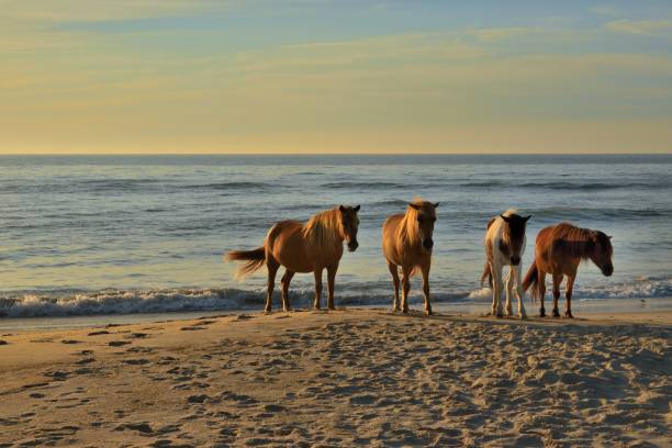 асатеаг бич марес - horse animals in the wild water beach стоковые фото и изображения