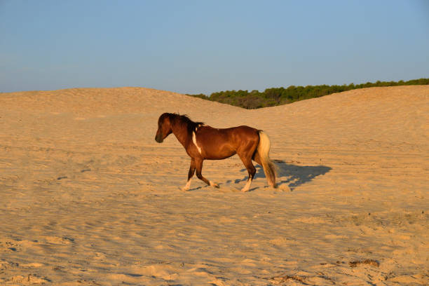 An Assateague Pony with a golden tail trots along the beach at sunrise