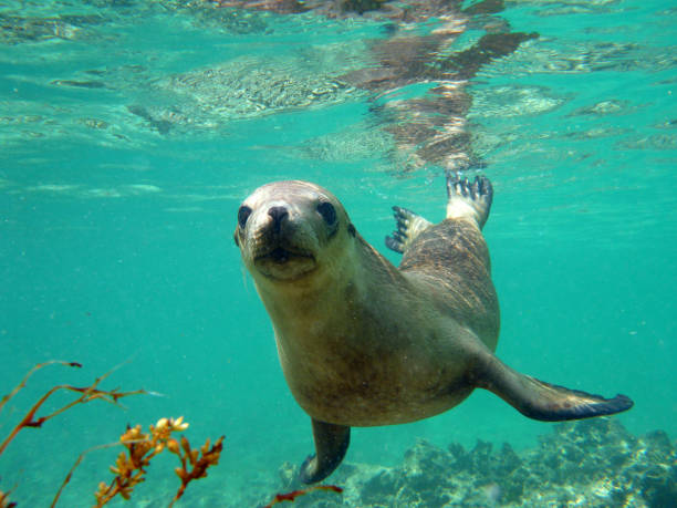 un cucciolo di leone marino sott'acqua che ti guarda - sea lion foto e immagini stock