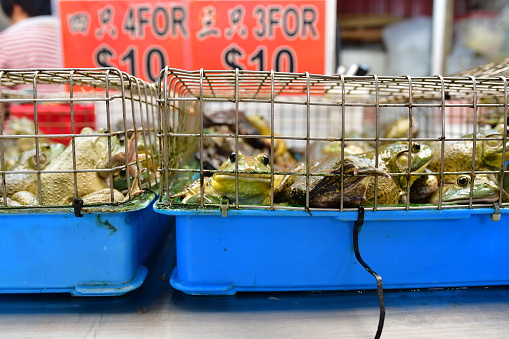 Frogs for sale at wet market in Singapore. August 142018.