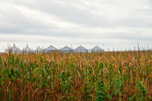 A cornfield in fall ready to harvest with storage silos in the background