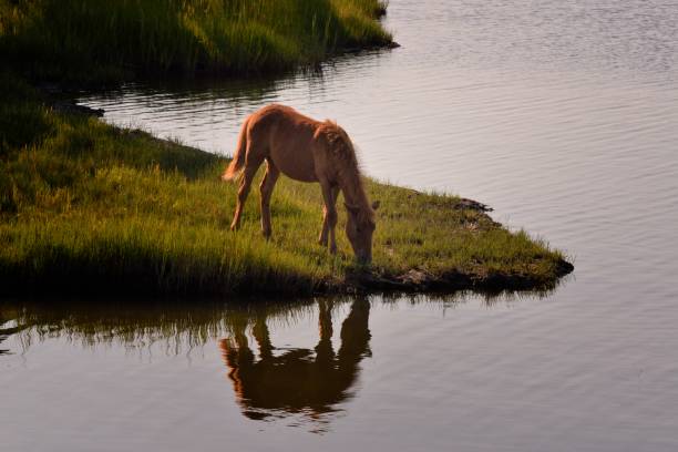 istock Assateague Foal Grazing 1269696668