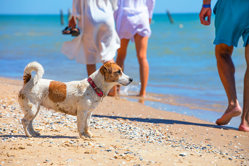 wet jack russell terrier looks out to sea, where his owner swims rest, horizontal format