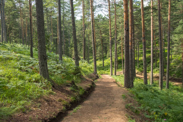 istock Hiking path leading through the woods 1269698094