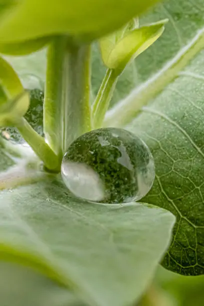Photo of raindrops on a eucalyptus leaf