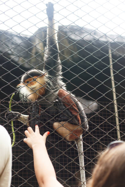 istock Wildlife Life. Pygathrix nemaeus caged monkey chewing a pod 1269699061