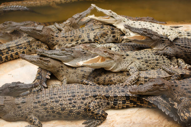 istock A group of alligators or crocodiles lie in a heap. 1269699143