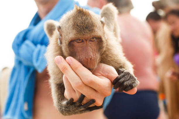 Curious monkey sipping a drink while sitting on the sandy shore.