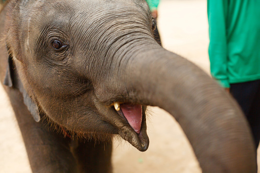 Animals and wildlife. Little elephant opened his mouth, close up
