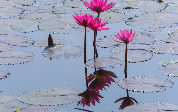 plan rapproché de belles fleurs de lotus - lotus reflection flower single flower photos et images de collection