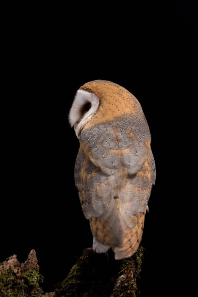istock The beautiful Barn owl on tree trunk (Tyto alba) 1269699523