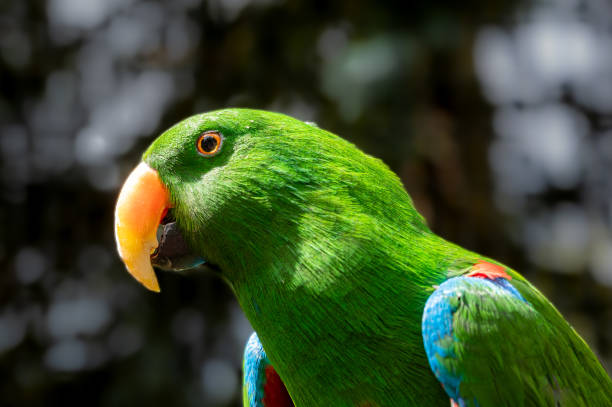 istock Vibrant green eclectus parrot, eclectus roratus 1269699550