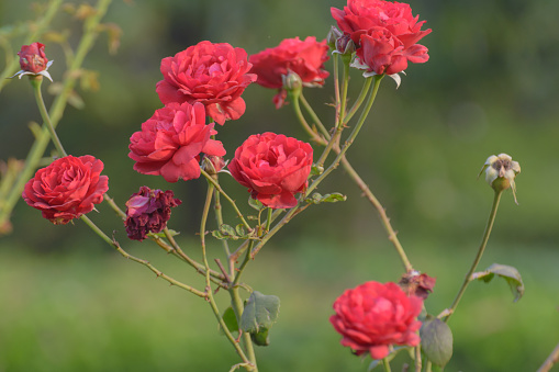 Full frame shot of Red roses in garden