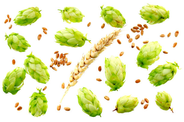 hopfenzapfen mit weizenohren isoliert auf weißem hintergrund mit kopierraum für ihren text. ansicht von oben. flach liegen. set von hopfenzapfen, ohren und weizenkörnerauf weißem grund. - green beer fotos stock-fotos und bilder