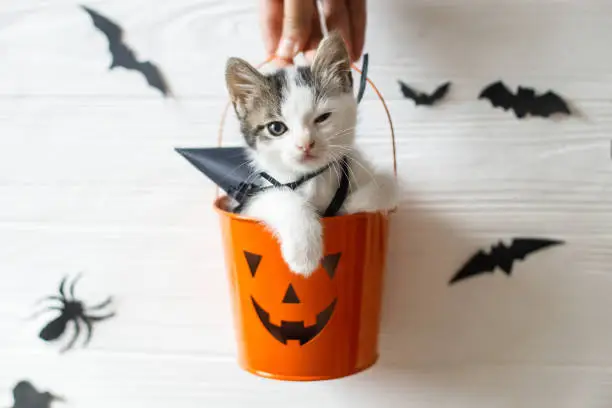 Photo of Happy Halloween. Evil kitten sitting in halloween trick or treat bucket on white background with black bats. Hand holding jack o' lantern pumpkin pail with adorable kitty in witch hat.