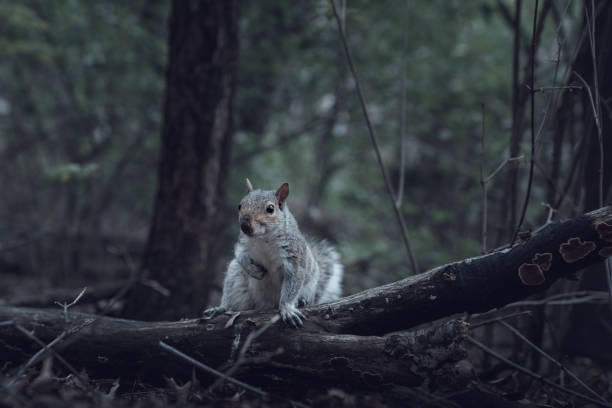 891 Squirrels Nocturnal Stock Photos, Pictures & Royalty-Free Images -  iStock