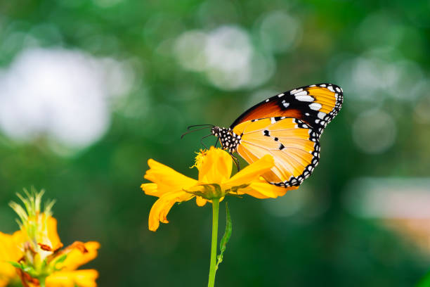 istock Closeup colorful Thai butterfly on yellow flower 1269700957