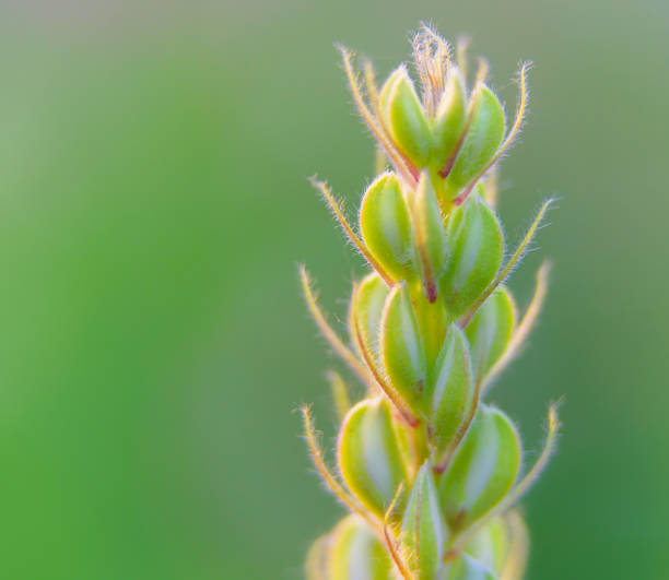 Close up of a branch of an asparagus fern.