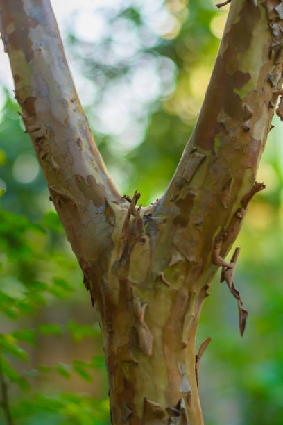 close-up shot of Y shaped leaf less branch
