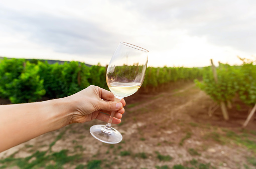 A young woman holding a glass of white wine. Glass of wine on the background of vineyard. Wine production. Wine farm in rural landscape. Growing vines. Autumn scene with vineyards at sunset