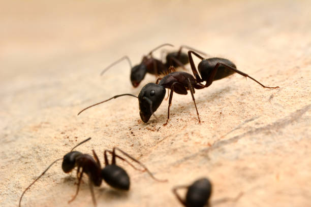 istock Strong jaws of red ant close-up 1269703798