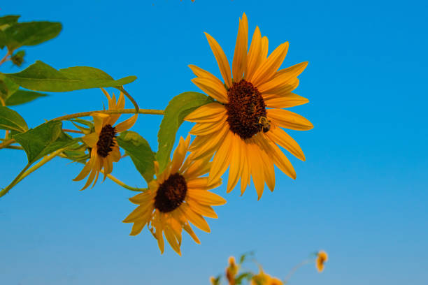 Sunflower with a honey bee-Howard County Indiana