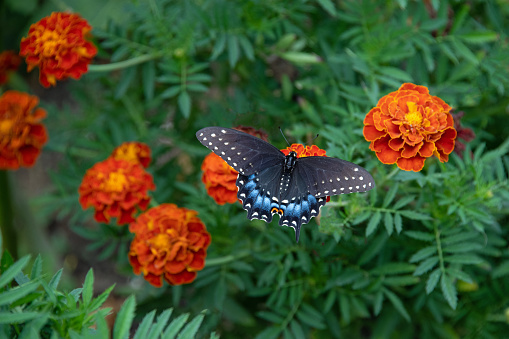 Butterfly-Orange flowers-Howard County Indiana