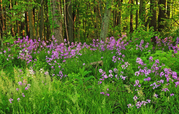 istock Wild Flowers along a woods edge-Howard County Indiana 1269704640