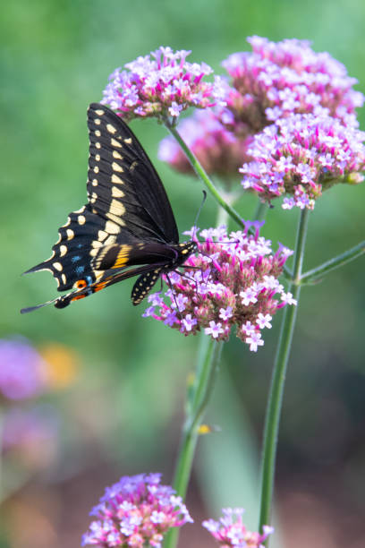 istock Butterfly-Pink flower-Howard County Indiana 1269704657