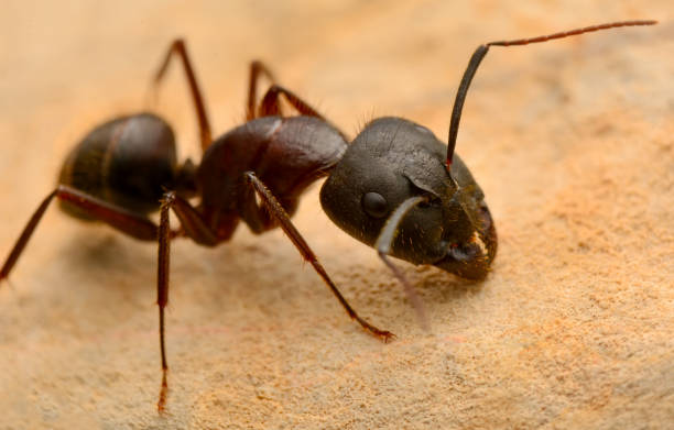 istock Strong jaws of red ant close-up 1269704777