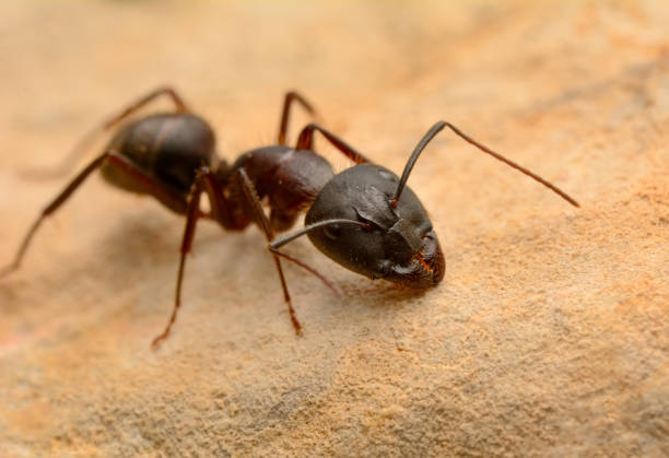 istock Strong jaws of red ant close-up 1269704932