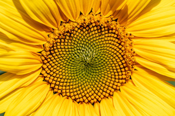 istock Close up of a sunflower 1269704937