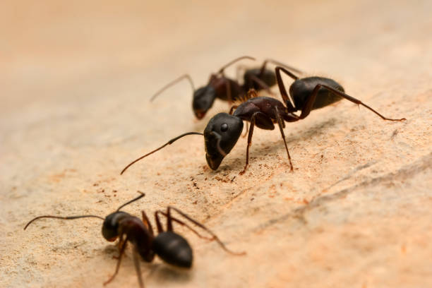 istock Strong jaws of red ant close-up 1269705083